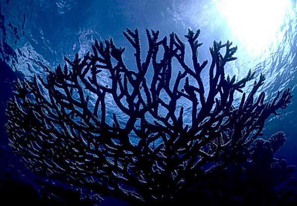 The voice of an Orca echos through the lagoon at Elizabeth Reef is a shallow maze of branching corals. &copy; http://www.thread-of-awareness-in-chaos.com/order.html