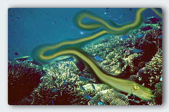 The behavior zone of a cuttlefish seen over a 2 minute interval. &copy; http://www.thread-of-awareness-in-chaos.com/order.html