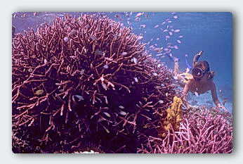 Two species of Acropora growing as one rounded thicket. How do they coordinate growth so the ends of the branches form a smooth dome? &copy; http://www.thread-of-awareness-in-chaos.com/order.html