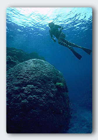 Freddy in her zebra anti-shark suit, glides over a huge coral head, perhaps more than 300 years old. © http://www.thread-of-awareness-in-chaos.com/order.html