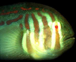 A tiny coral reef fish, with eyes good enough to see me coming and hide, but not before I saw him first and caught him to take a photo. I let him go. &copy; http://www.thread-of-awareness-in-chaos.com/order.html