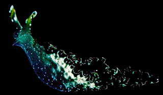 A nudibranch - a kind of shell-less snail one of the many strange creatures in the Bay du Prony, New Caledonia &copy; http://www.thread-of-awareness-in-chaos.com/order.html