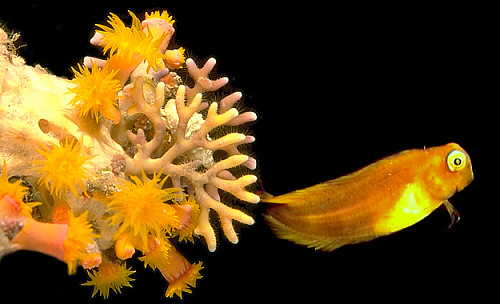 A small reef fish blends with the corals in a cave deep inside the reef. &copy; http://www.thread-of-awareness-in-chaos.com/order.html