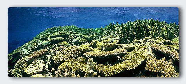 The living reef on the edge of the cavern shown above. Here the daily coral behavior deepens the caverns, leaving traces of each day's activities like memories of Sea. &copy; http://www.thread-of-awareness-in-chaos.com/order.html
