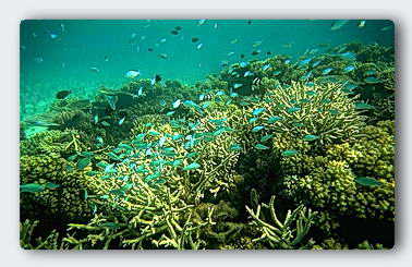 Shallow water coral reefs are a maze of filter feeding animals. &copy; http://www.thread-of-awareness-in-chaos.com/order.html